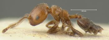 Media type: image; Entomology 30754   Aspect: habitus lateral view